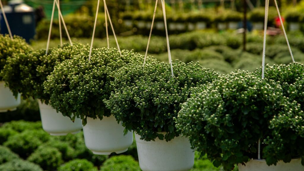 plantas